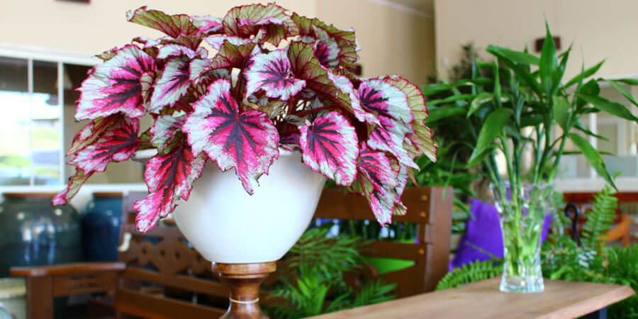 Begonia rex pot plant for inside the home