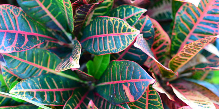 A croton plant, perfect for indoors