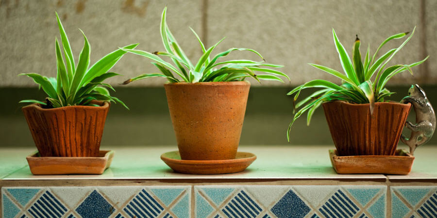 A small set of spider plants for indoors