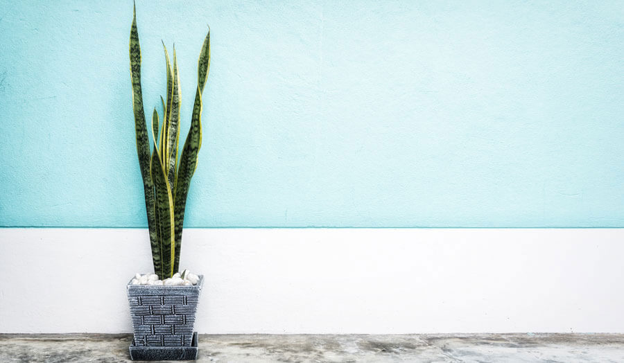 A snake plant in a living area